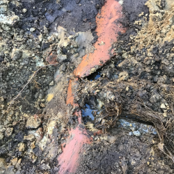 Trærødder har spærres en hovedledning på grund af en stik inde fra læbælten 15 m væk