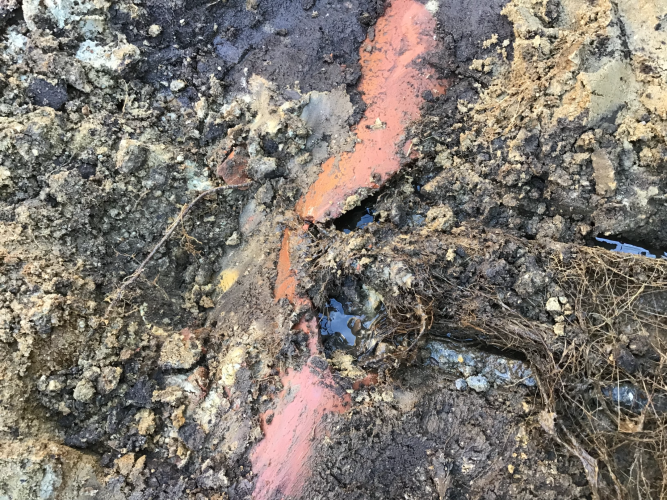 Trærødder har spærres en hovedledning på grund af en stik inde fra læbælten 15 m væk